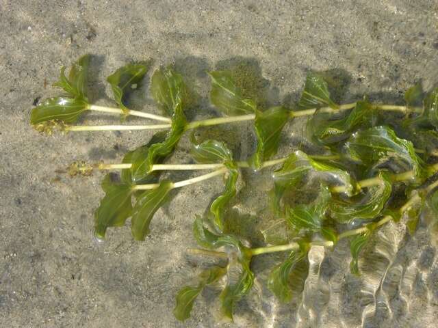 Image of Perfoliate Pondweed