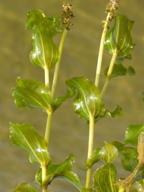 Image of Perfoliate Pondweed