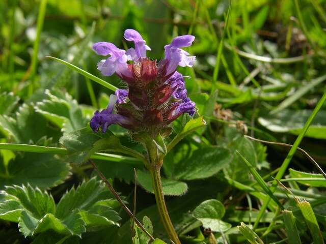 Image of selfheal