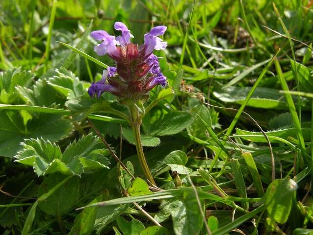 Image of selfheal