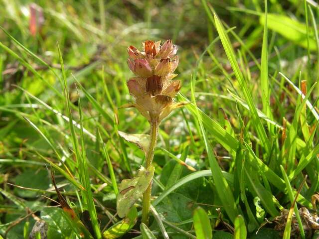 Image of selfheal