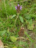 Image of selfheal