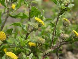 Pulicaria vulgaris Gaertn. resmi