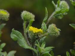 Pulicaria vulgaris Gaertn. resmi