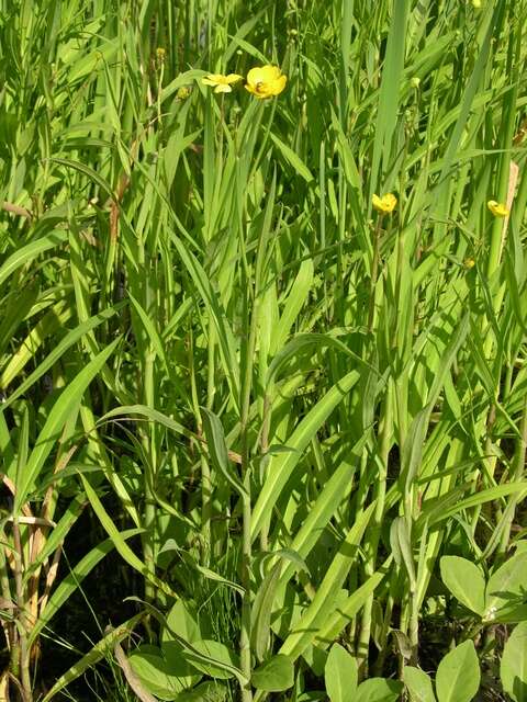 Image of Greater Spearwort