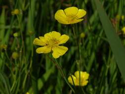 Image of Greater Spearwort