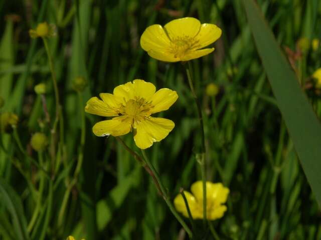 Image of Greater Spearwort