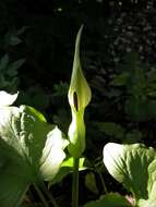 Image of arum family