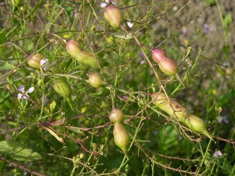 Image of radish