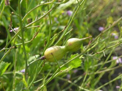 Image of radish