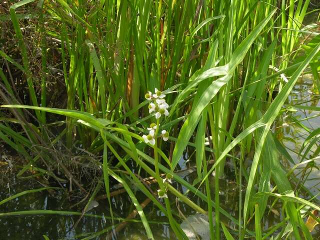 Sagittaria Grandori 1934 resmi