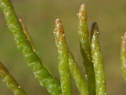 Image of <i>Salicornia <i>dolichostachya</i></i> subsp. dolichostachya