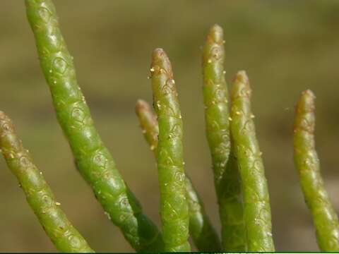 Image of <i>Salicornia <i>dolichostachya</i></i> subsp. dolichostachya