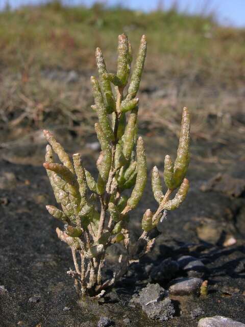 Слика од <i>Salicornia <i>dolichostachya</i></i> subsp. dolichostachya