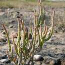 Image of <i>Salicornia <i>dolichostachya</i></i> subsp. dolichostachya