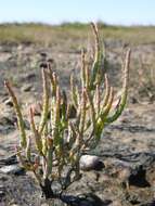 Слика од <i>Salicornia <i>dolichostachya</i></i> subsp. dolichostachya