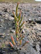 Image of Glasswort