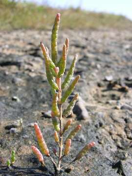 Слика од Salicornia