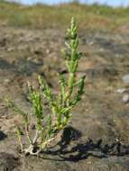 Image of Glasswort