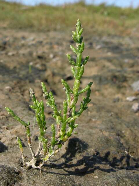 Image of Glasswort