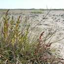 Image of Salicornia ramosissima J. Woods