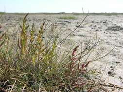 Image of Glasswort