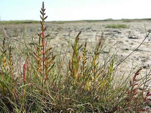 Image of Glasswort