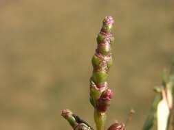 Image of Glasswort