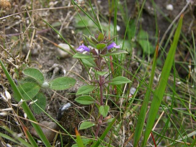 Image of clinopodium