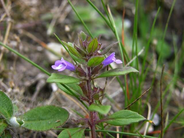 Image of clinopodium