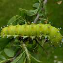 Image of gaint peacock moth