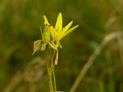 Слика од Saxifraga hirculus L.