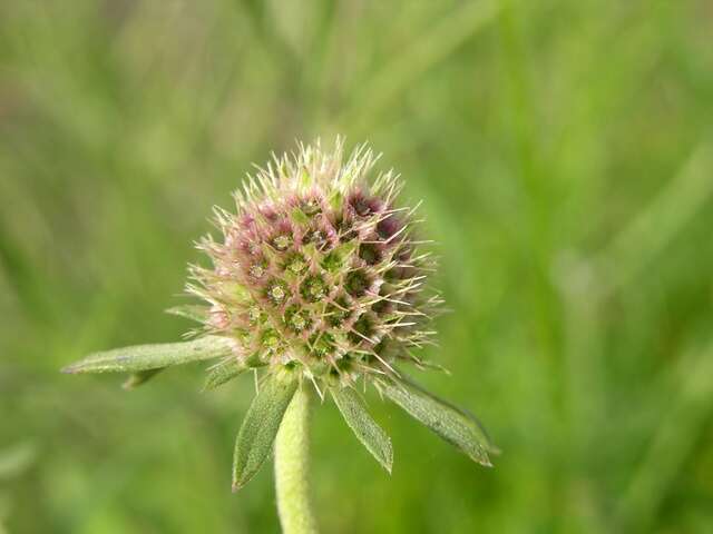 Image of Pincushion Flowers