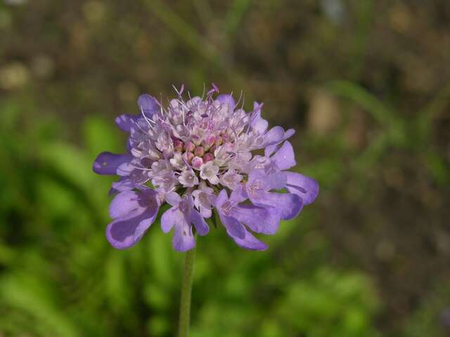 Image of Pincushion Flowers