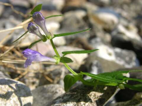 Scutellaria hastifolia L.的圖片