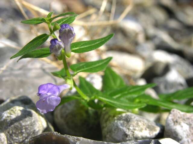 Image of Scutellaria hastifolia L.