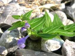 Image of Scutellaria hastifolia L.