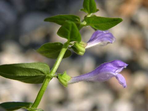 Scutellaria hastifolia L.的圖片