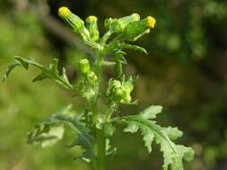 Image of ragwort