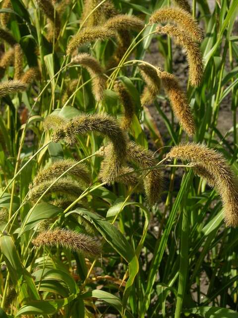 Image of Bristlegrass