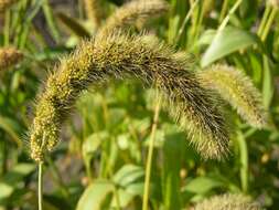 Image of Bristlegrass