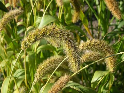 Image of Bristlegrass