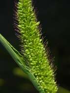 Image of Bristlegrass