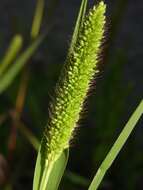 Image of Bristlegrass