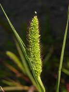 Image of Bristlegrass