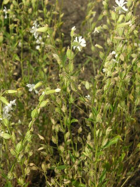 Слика од Silene dichotoma Ehrh.