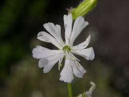 Слика од Silene dichotoma Ehrh.