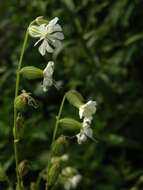 Слика од Silene dichotoma Ehrh.