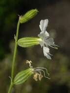 Слика од Silene dichotoma Ehrh.