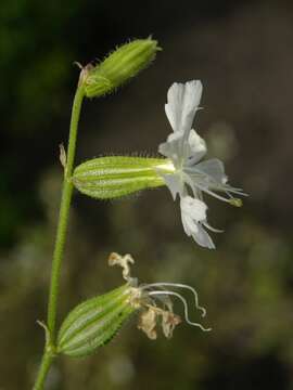 Слика од Silene dichotoma Ehrh.